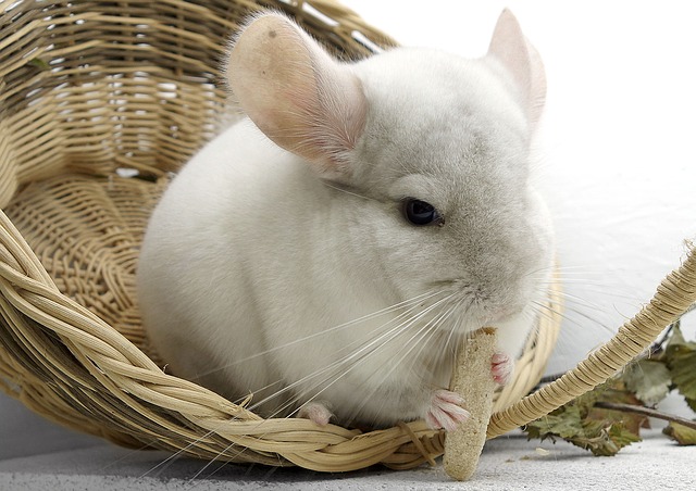 myš
